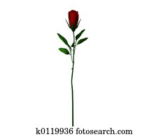 Long Stem Rose Long Stem Rose
