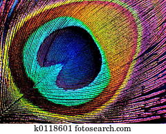 peacock feather peacock feather