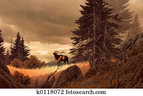 Rocky Mountain Elk Rocky Mountain Elk