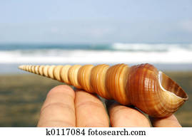 Seashell