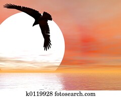 Swooping Eagle Swooping Eagle