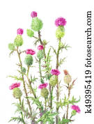 thistle, Carduus thistle, Carduus