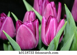 Tulips Tulips