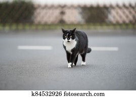 tuxedo stray cat walking on the street tuxedo stray cat walking on the street