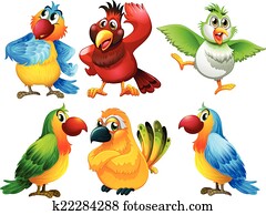 Birds Birds