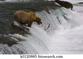 Brown Bear Fishing
