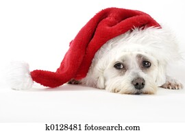 Christmas Pooch Christmas Pooch
