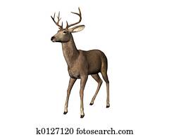Deer Deer