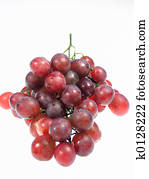 fruit fruit
