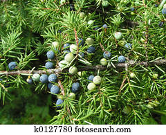 Juniper Juniper