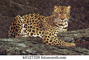 Leopard Leopard