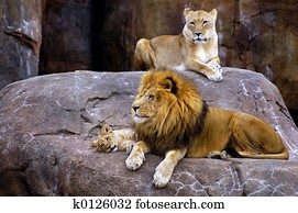 Lion Family Lion Family