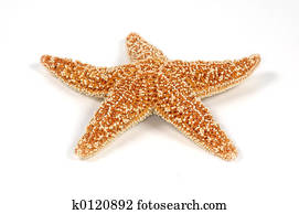 Starfish Starfish