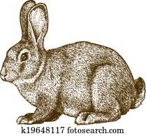 vector engraving rabbit vector engraving rabbit