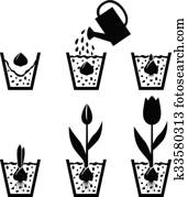 wachstum, zyklus, tulpenblüte, in, topf wachstum, zyklus, tulpenblüte, in, topf
