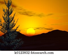 יער, עלית שמש