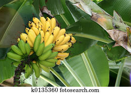 Banana Tree Banana Tree