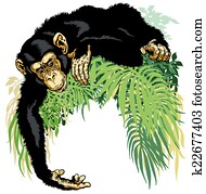 chimpanzee chimpanzee
