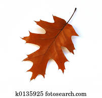 Fall oak leaf on white background