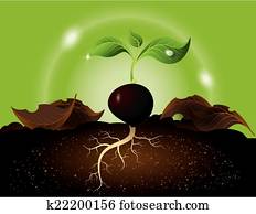 Green sprout growing from seed Green sprout growing from seed
