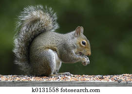 Squirrel