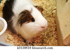 guinea pig guinea pig
