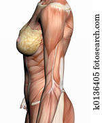 koerperbau, von, a, woman.