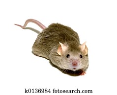 mouse 1 mouse 1