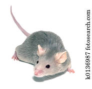 Mouse 3 Mouse 3