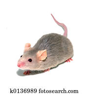 mouse 4 mouse 4