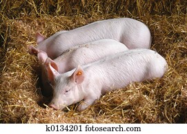pig 7060 pig 7060
