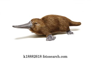 Platypus duck-billed animal. Platypus duck-billed animal.