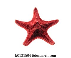 Starfish Starfish