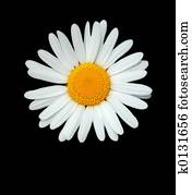 The Daisy The Daisy