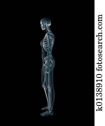 xray,, רנטגן, של, ה, בן אנוש, גוף נקבה