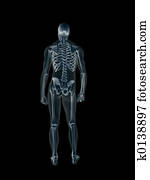 xray,, רנטגן, של, ה, בן אנוש, זכר, body.