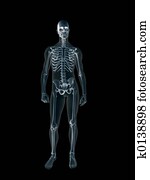 xray,, רנטגן, של, ה, בן אנוש, זכר, body.
