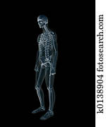 xray,, רנטגן, של, ה, בן אנוש, זכר, body.