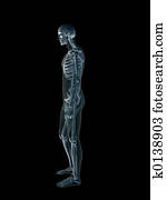 xray,, רנטגן, של, ה, בן אנוש, זכר, body.