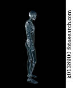 xray,, רנטגן, של, ה, בן אנוש, זכר, body.