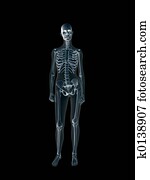 xray,, רנטגן, של, ה, בן אנוש, נקבה, body.