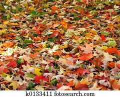 סתו עוזב, רקע