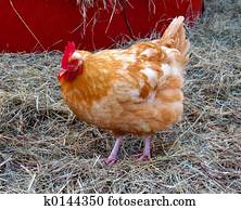 Chicken. Chicken.