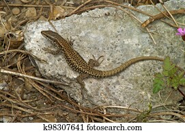 Closeup on an adult European Wall lizard, Podarcis muralis sitting on a stone