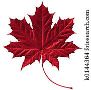 Crimson maple leaf
