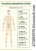 Endocannabinoid System and Human Receptors vertical infographic Endocannabinoid System and Human Receptors vertical infographic