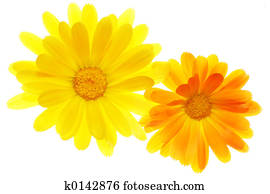 Flower Flower