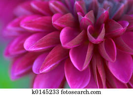 flowers flowers