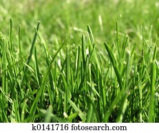 Grass Grass