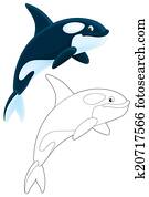 Killer whale Killer whale